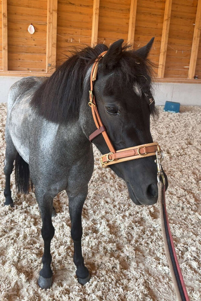 Pony Belinda