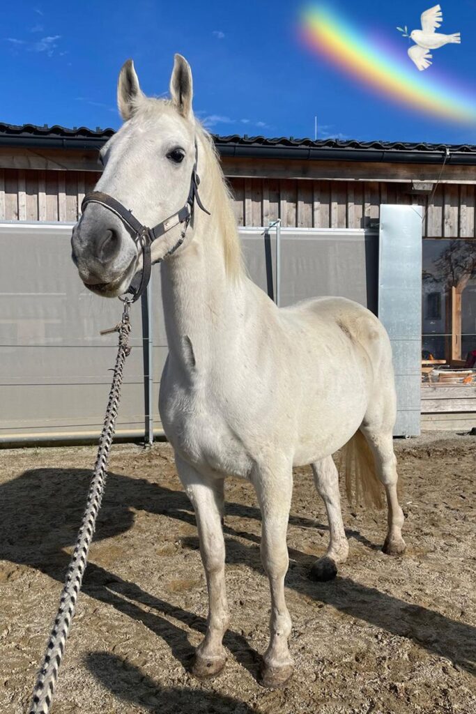 In Memoriam Andrassa