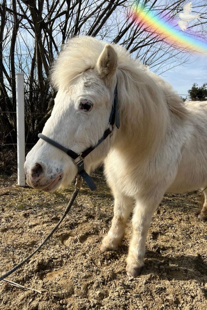 In Memoriam Jenny