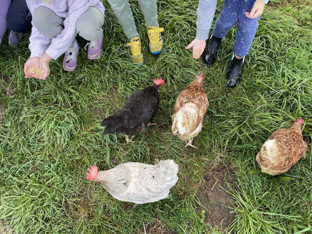 Kinder füttern Hühner