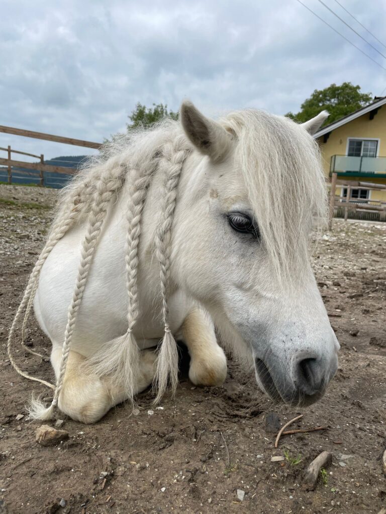 Pferd Schlumpfine