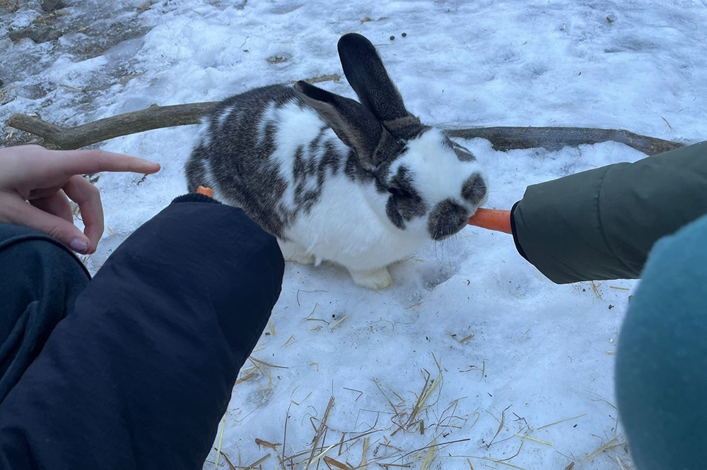 Hase wird gefüttert