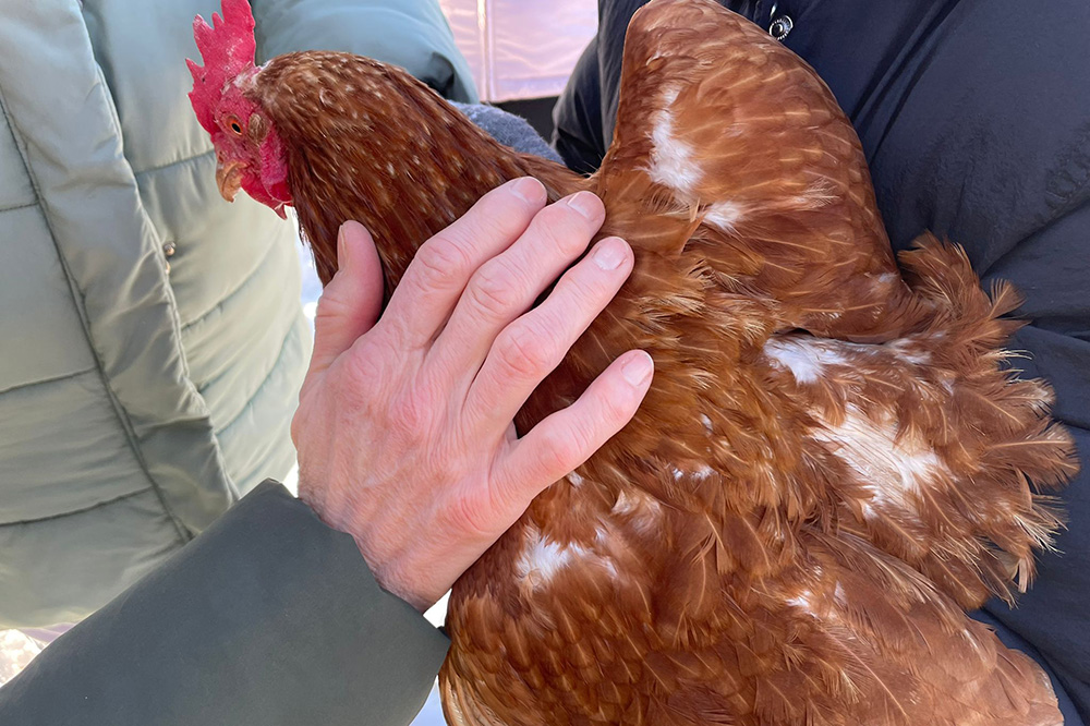 Henne wird gestreichelt