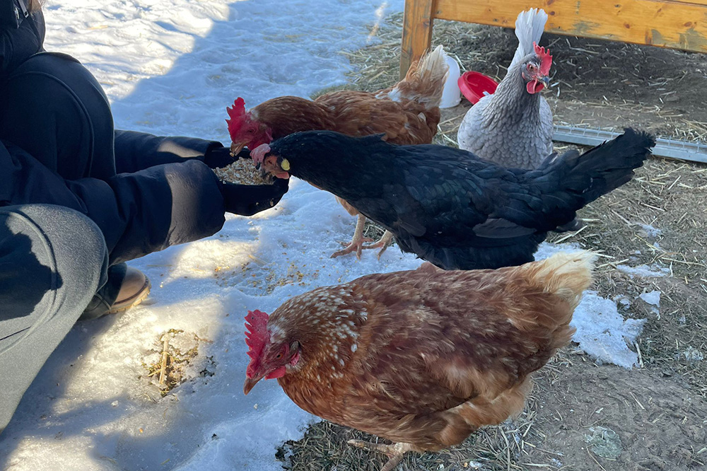 Hühner werden gefüttert
