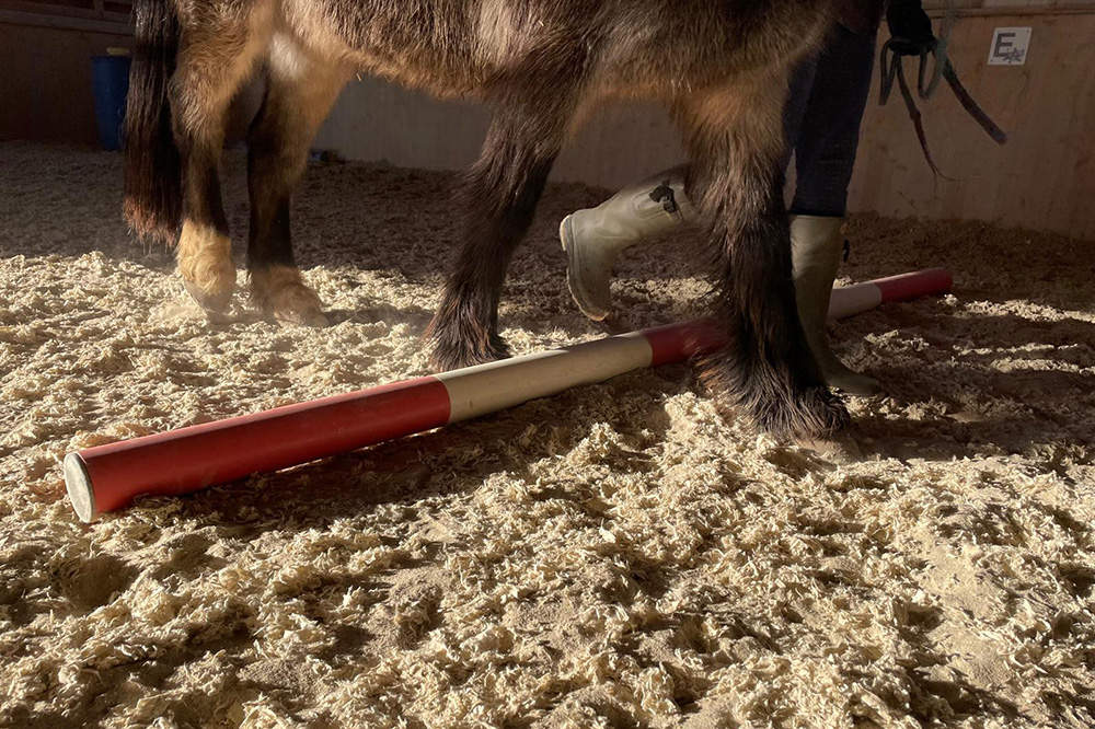 Pferd lauft über Stangen