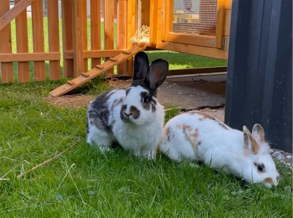 Therapietier Hase Hoppel & Winnie