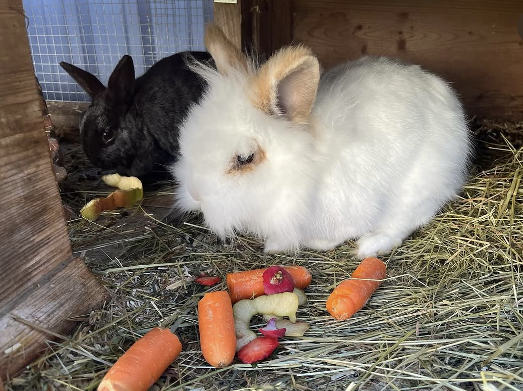 Therapietier Hase Hoppel & Winnie