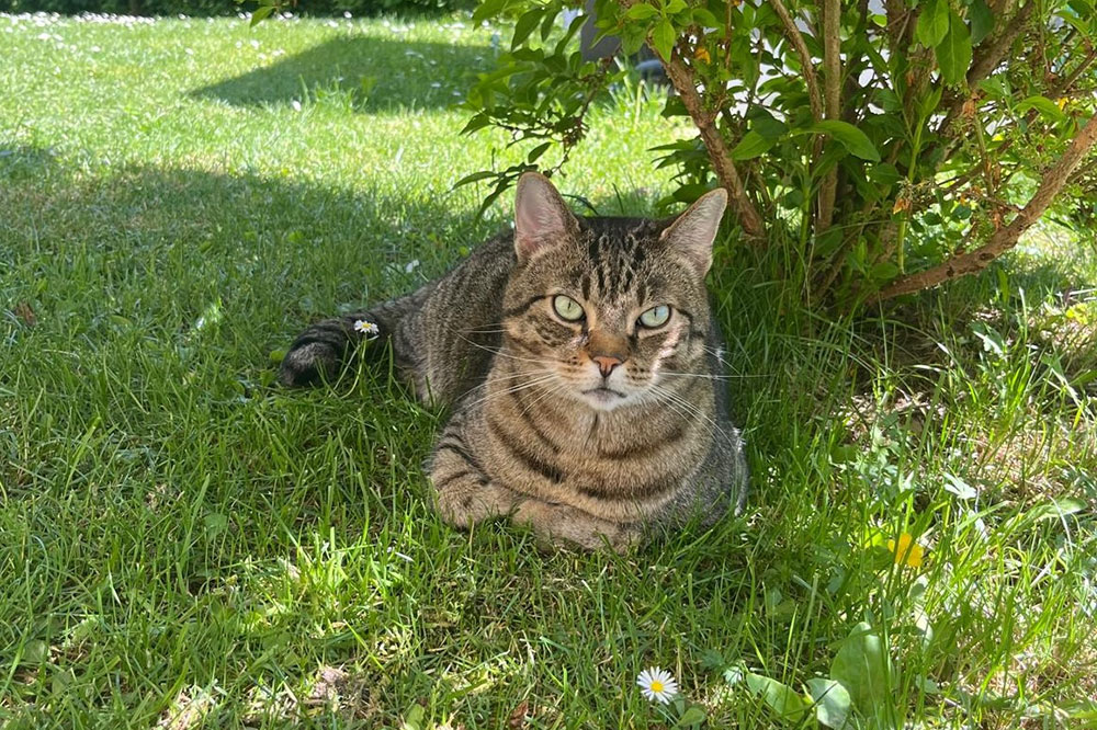 Therapietier Katze Giacomo