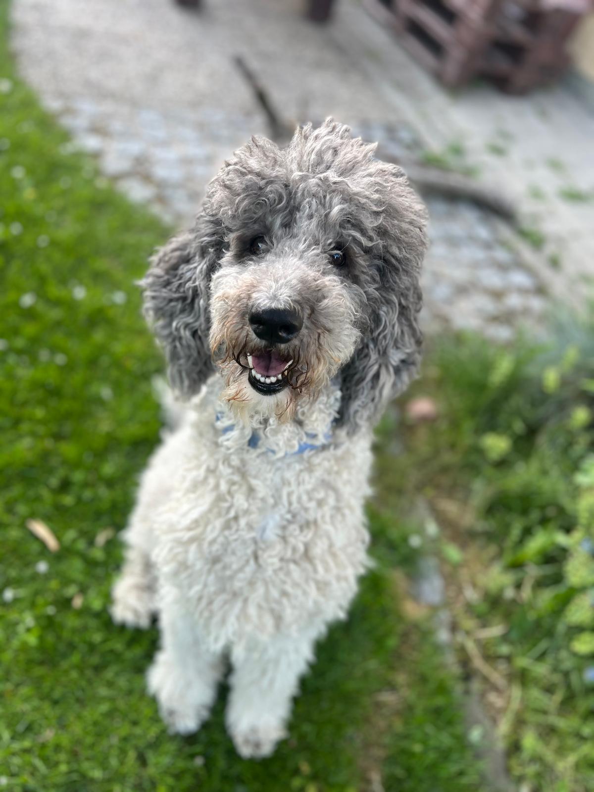 Therapietier Hund Sven