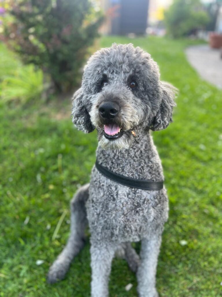 Therapietier Hund Ben