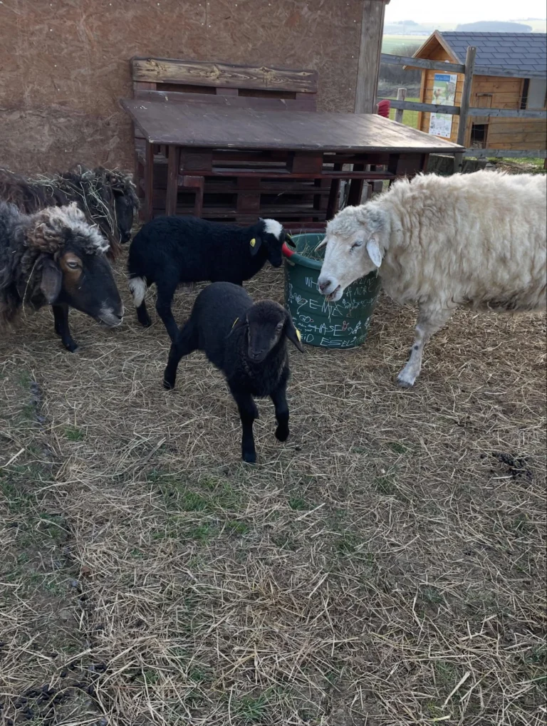 Instagram post from thomayerhof. This post is in position 4.