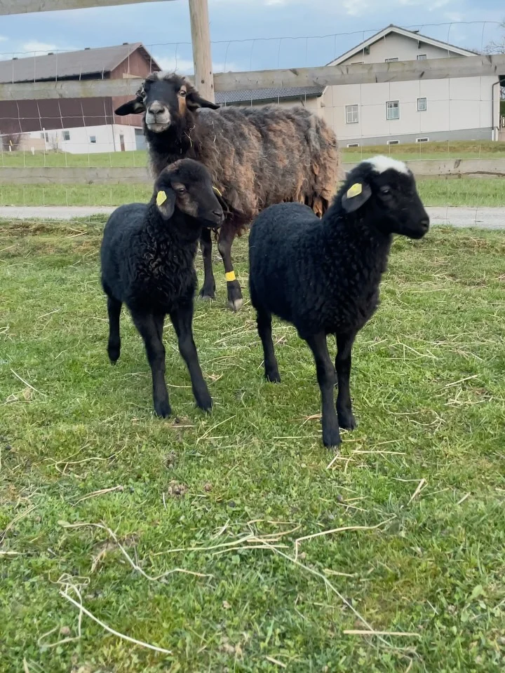 Instagram post from thomayerhof. This post is in position 5.