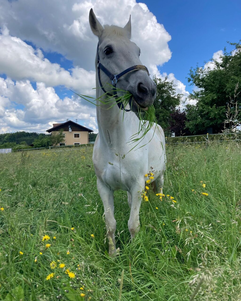 Instagram post from thomayerhof. This post is in position 0.