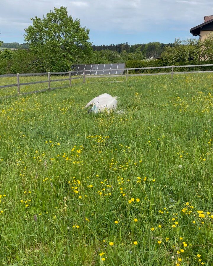 Instagram post from thomayerhof. This post is in position 14.