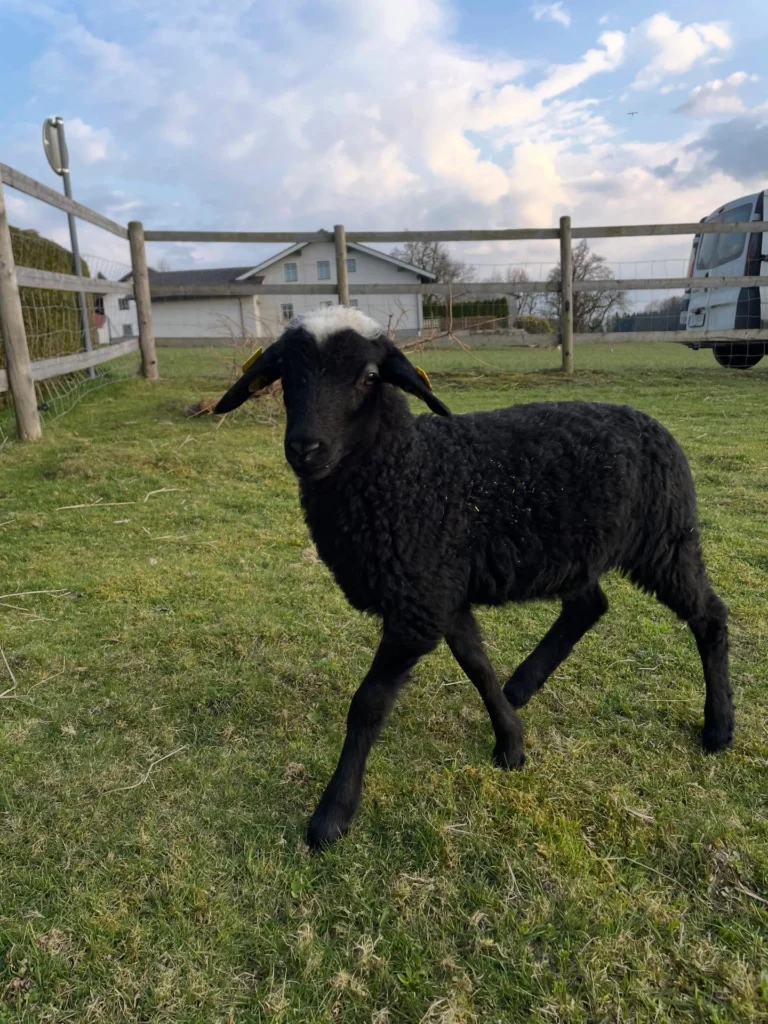 Instagram post from thomayerhof. This post is in position 0.