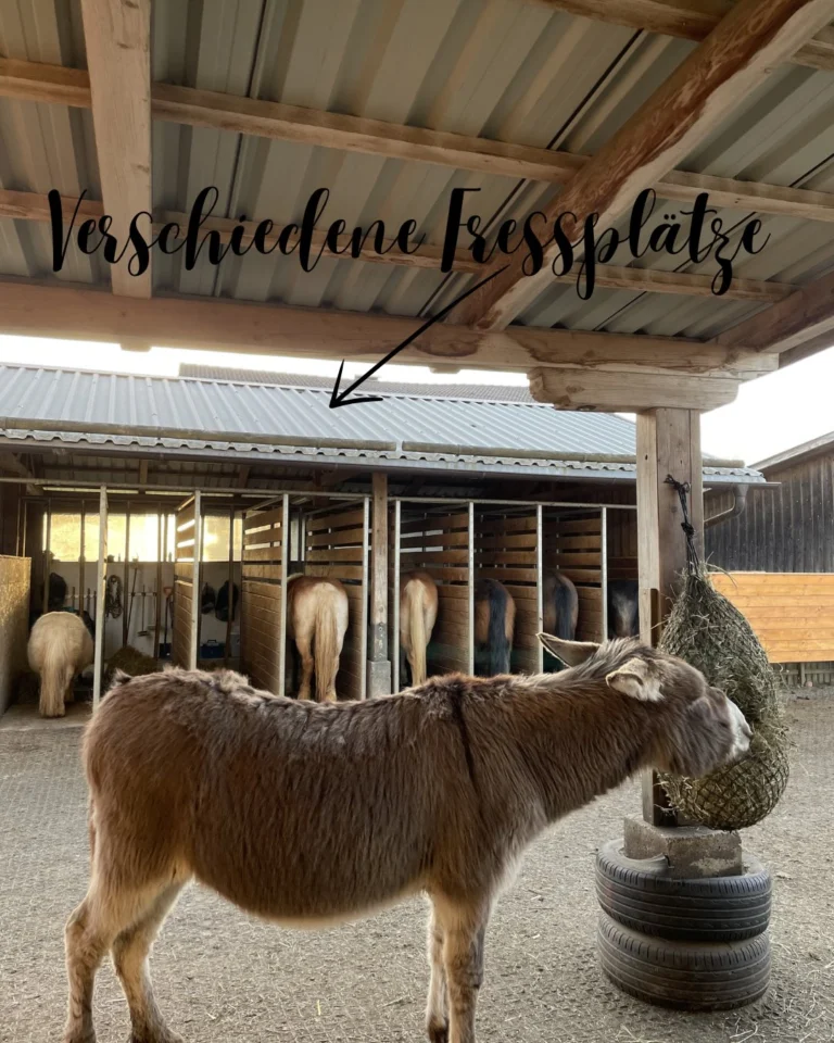 Instagram post from thomayerhof. This post is in position 6.