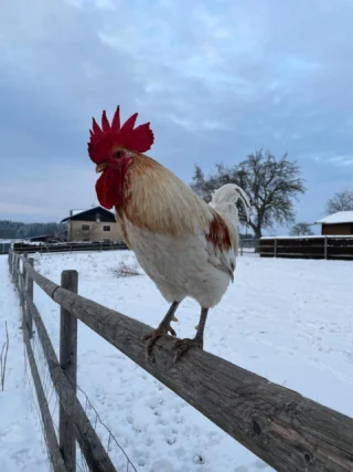 Instagram post from thomayerhof. This post is in position 8.