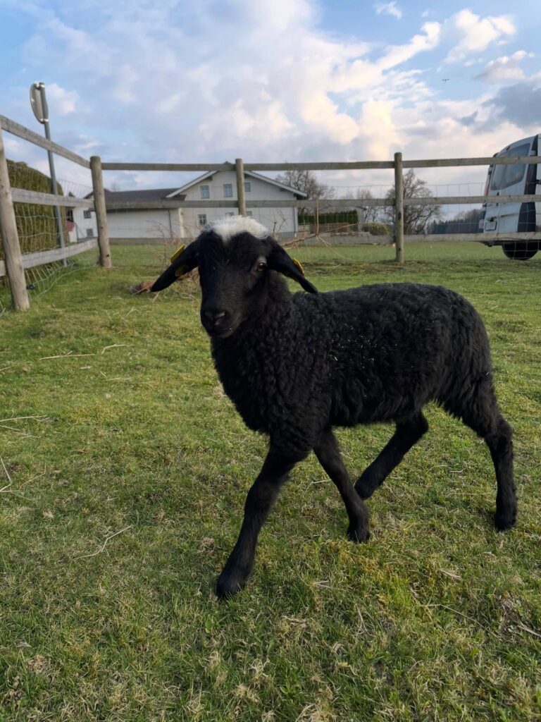 Instagram post from thomayerhof. This post is in position 1.
