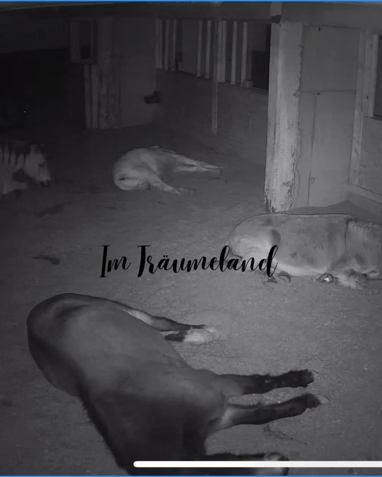 Instagram post from thomayerhof. This post is in position 5.